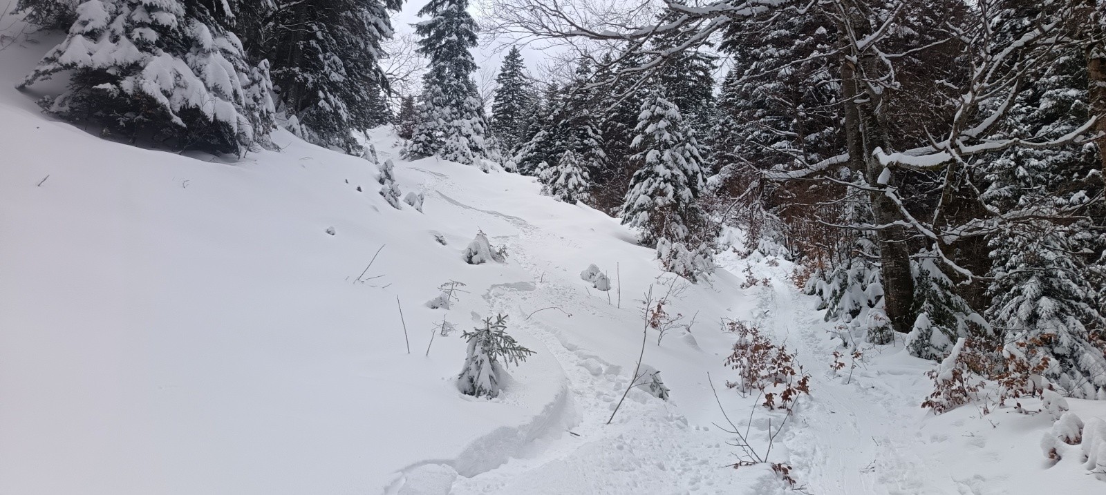 Bon ski en forêt&nbsp;