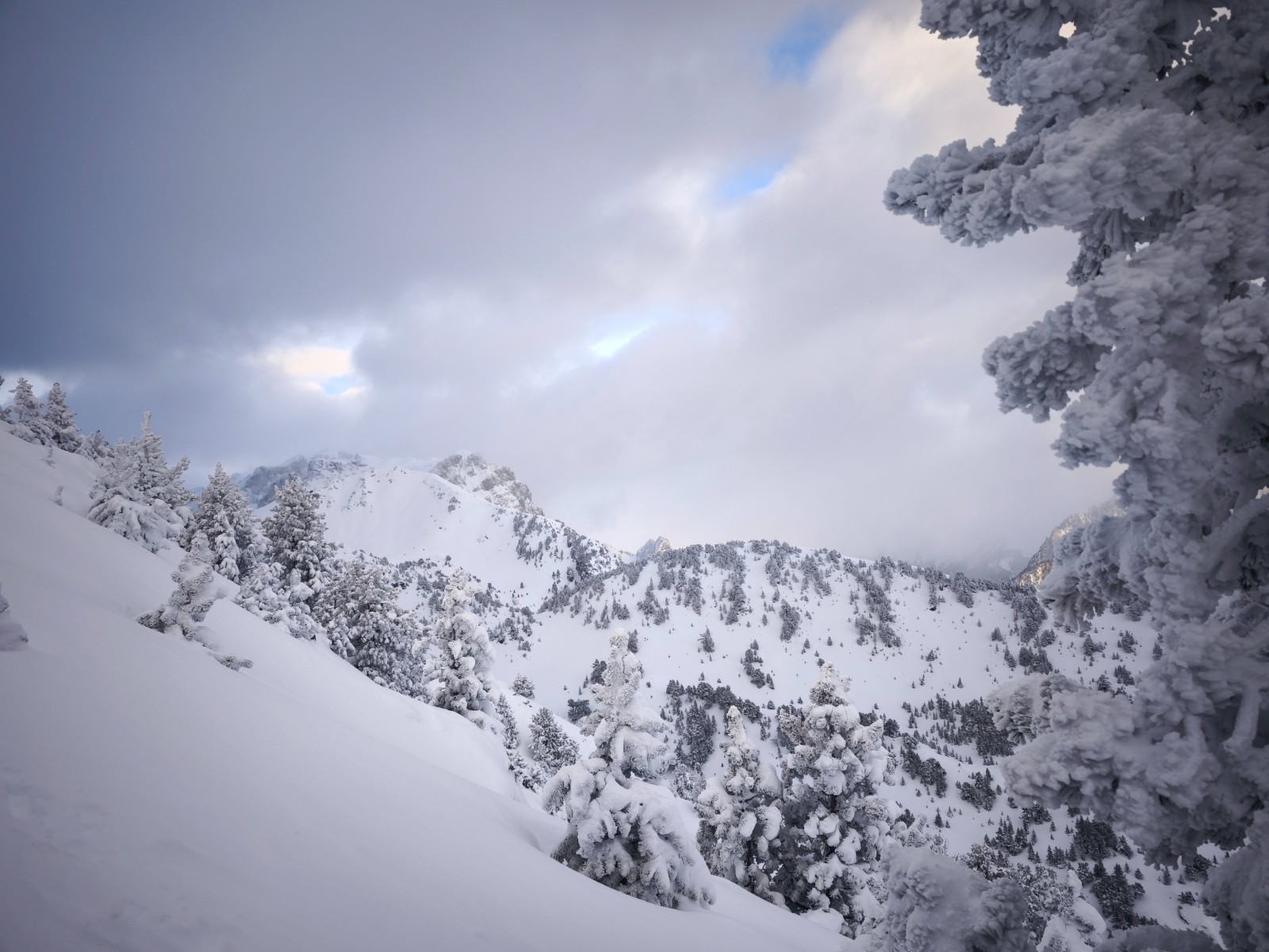 Résineux bien garni à souhait