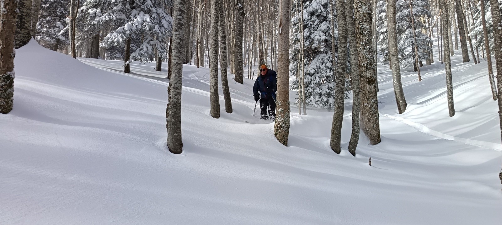&nbsp;Descente dans la hêtraie