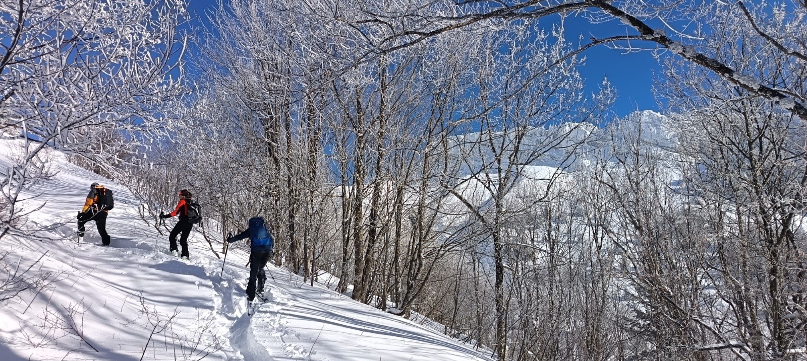 &nbsp;Haut de la forêt