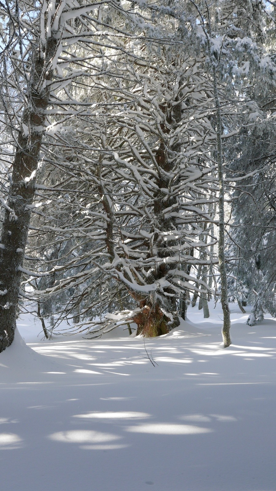 #5 Beau passage en forêt Beau passage en forêt