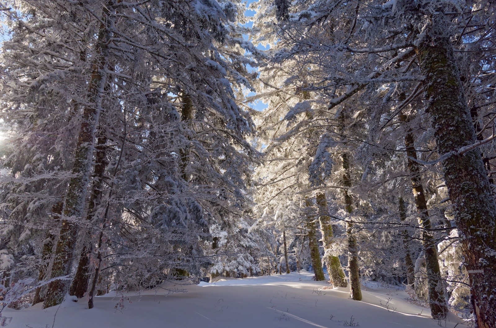 &nbsp;Ambiance 100% Chartreuse