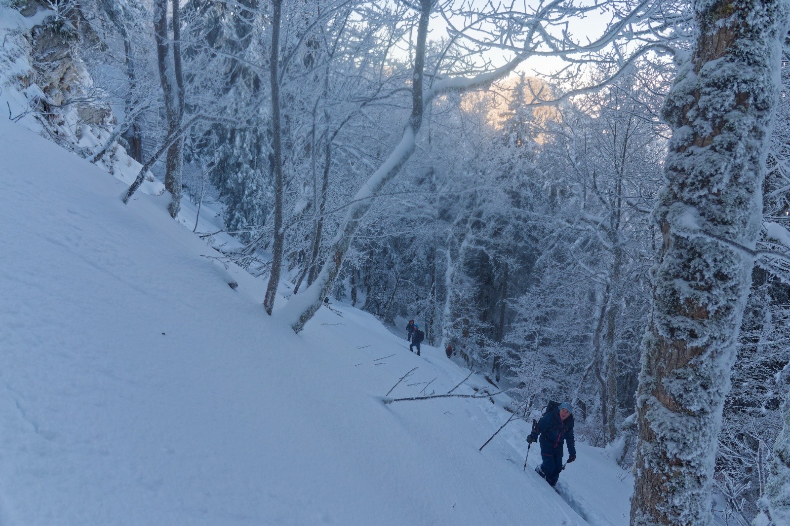&nbsp;Cette forêt n'est pas loin d'être le crux de la course