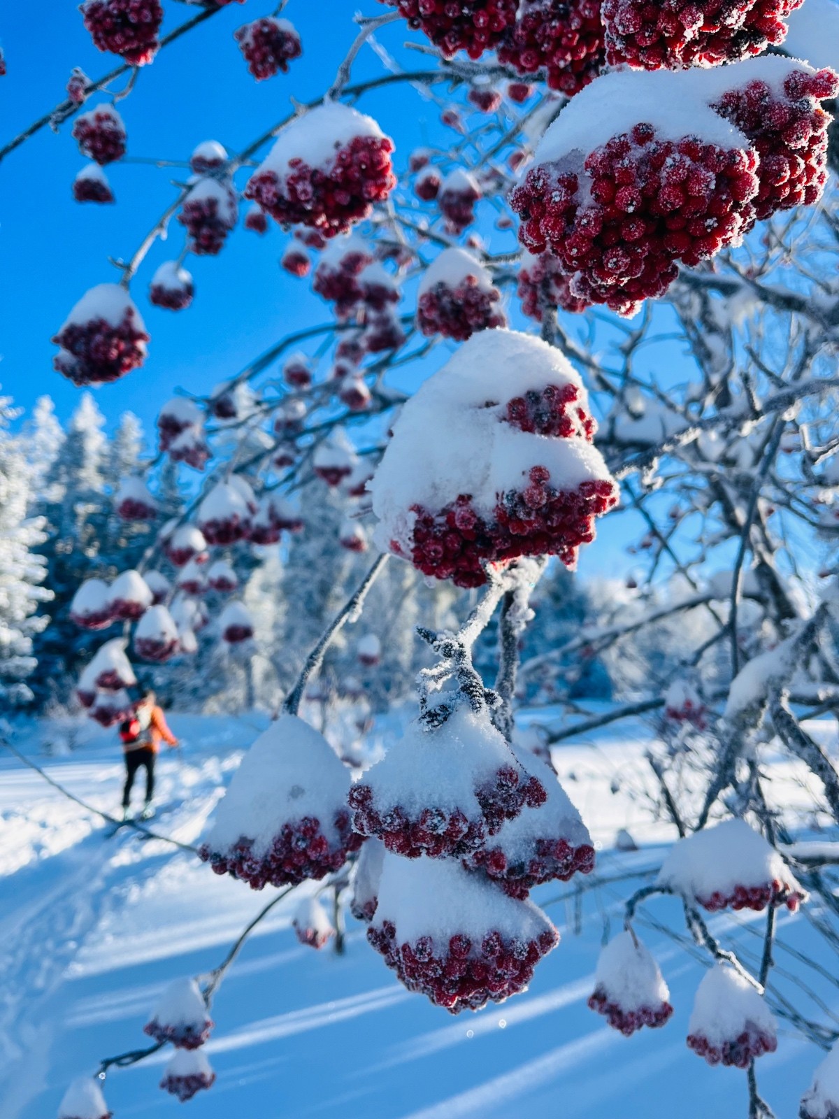 &nbsp;Pommes d amour&nbsp;