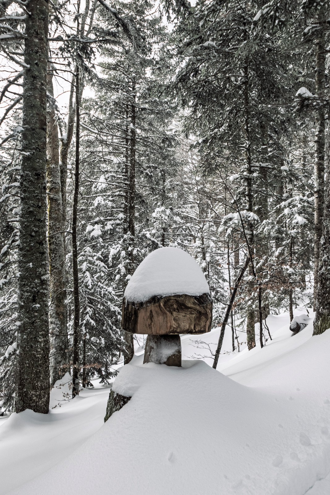 #16 La forêt Chartroussine La forêt Chartroussine