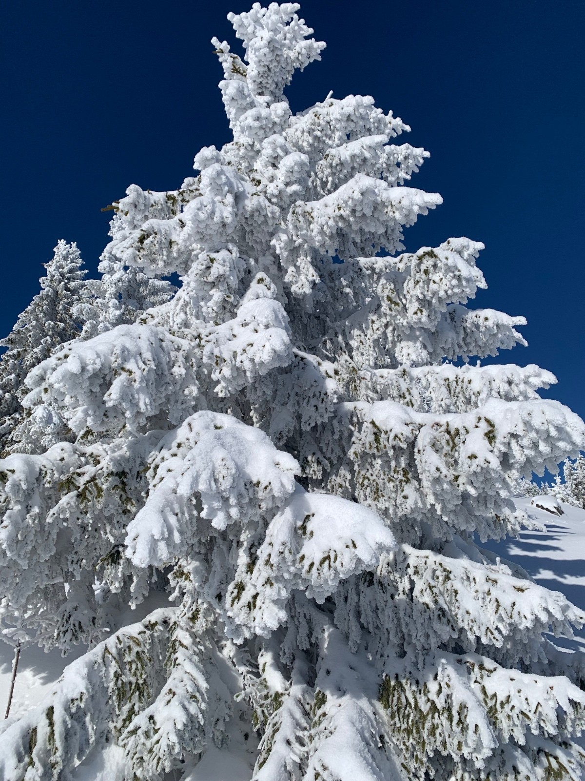 #4 Dans la partie sommitale Dans la partie sommitale