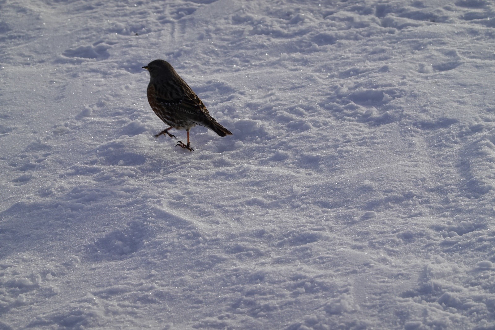Un compagnon de passage