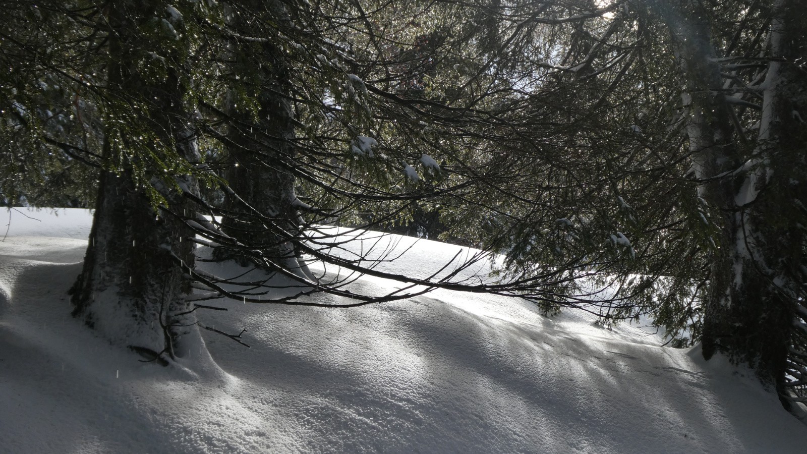 à l'entrée de la Prairie de la Sure
