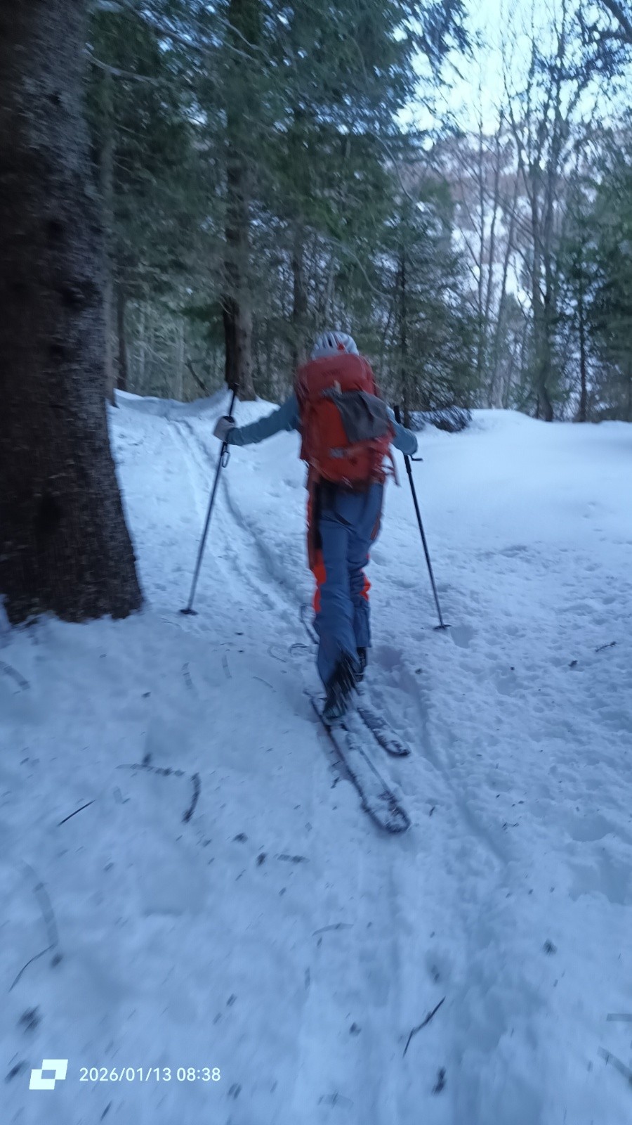 La neige transforme en forêt 