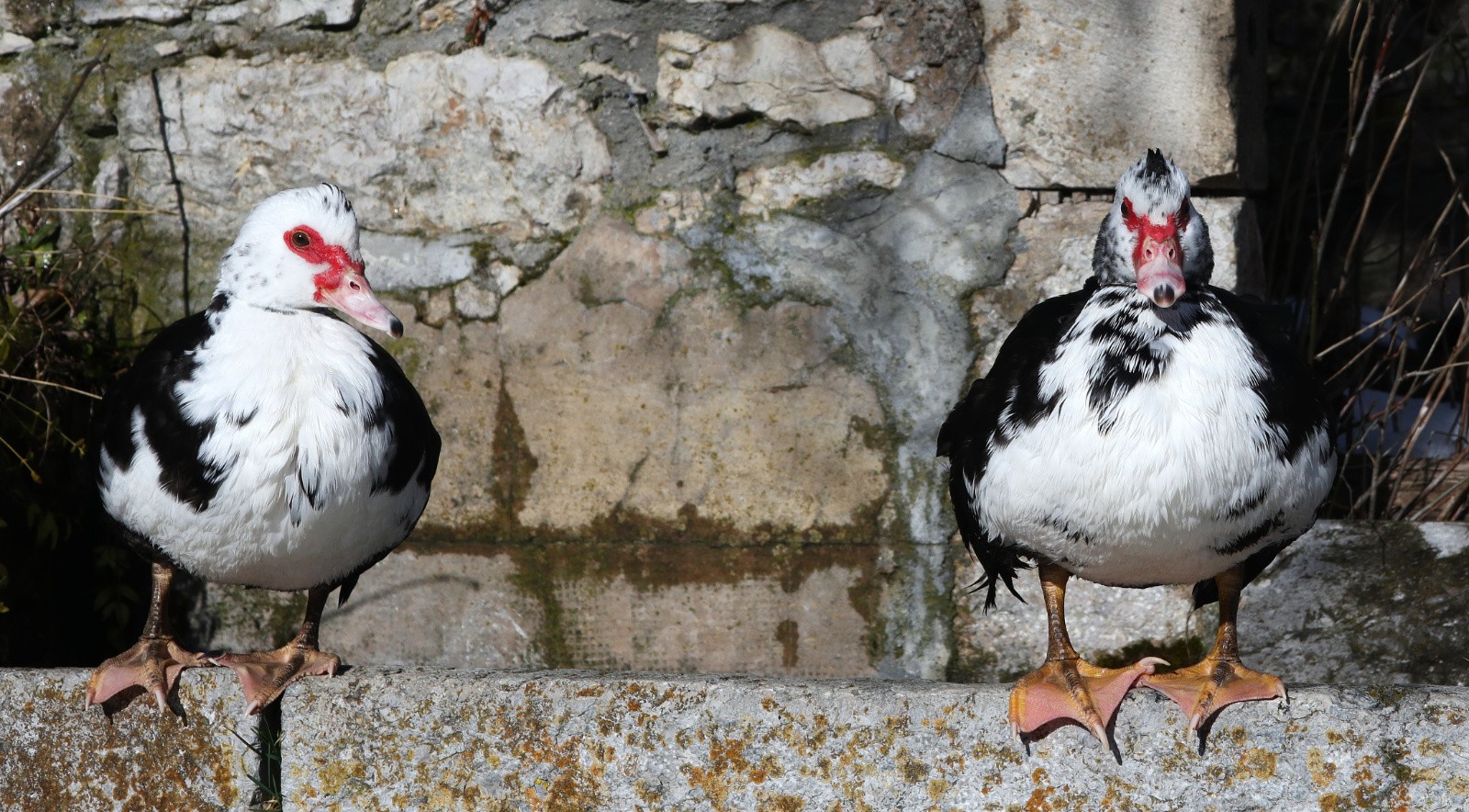 Avec le changement climatique, les tétras sont en pleine mutation...&nbsp;