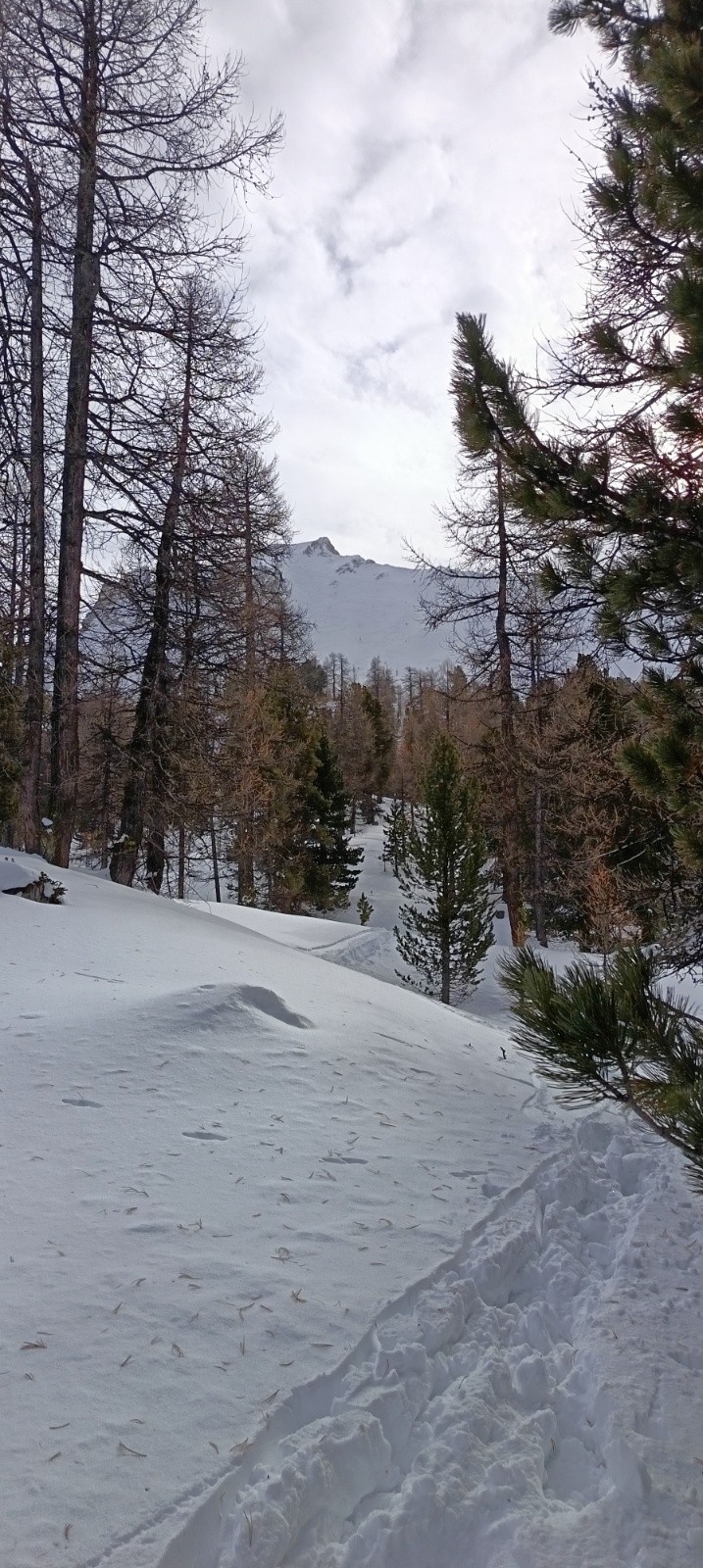 &nbsp;Dans la forêt, descente N de l'Arpelin au second plan&nbsp;