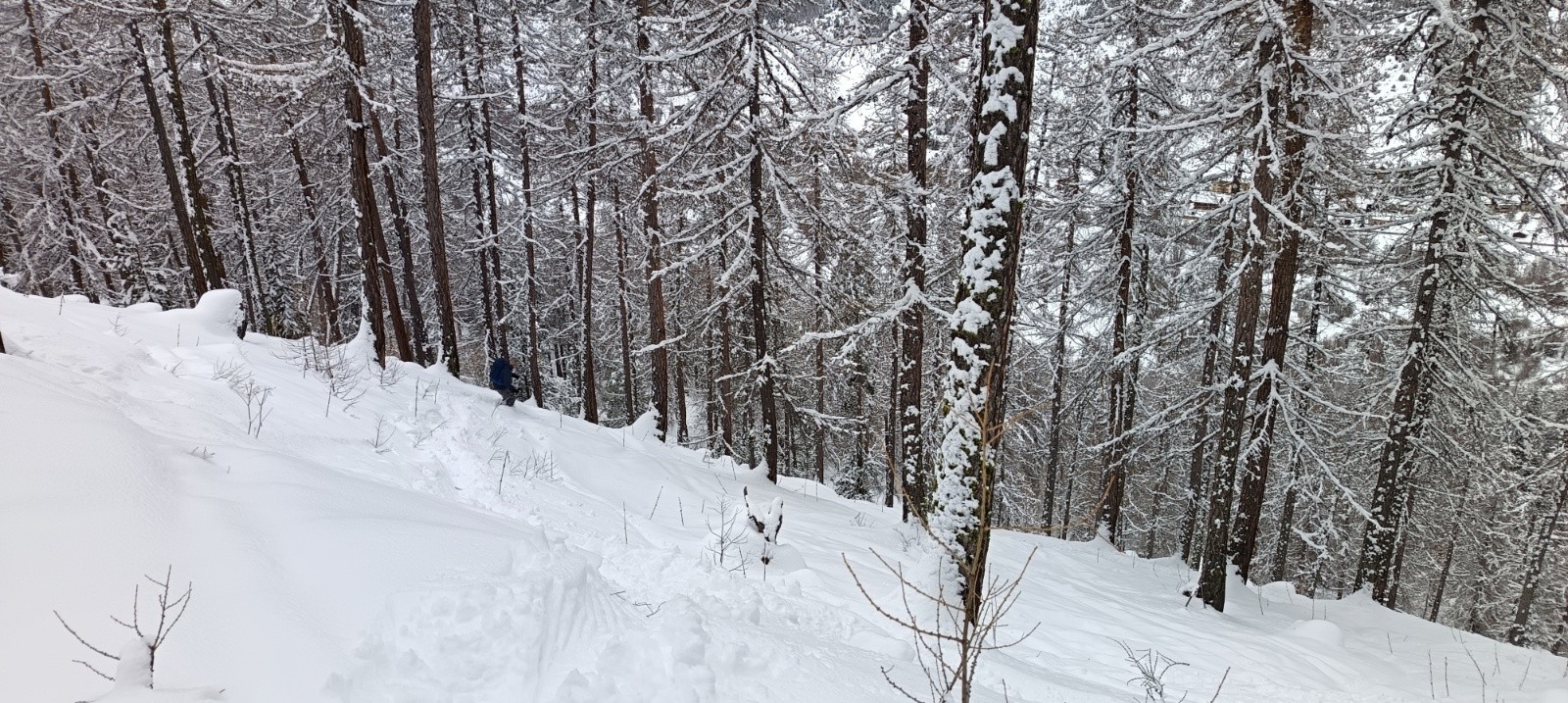 Mélèzes à éviter à la descente...&nbsp;