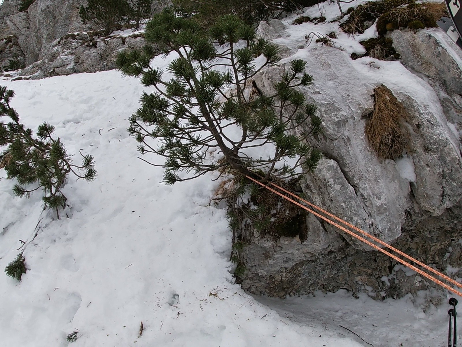 sapînoux qui tient&nbsp;