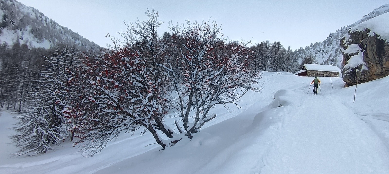 #4 Sorbier des oiseleurs Sorbier des oiseleurs