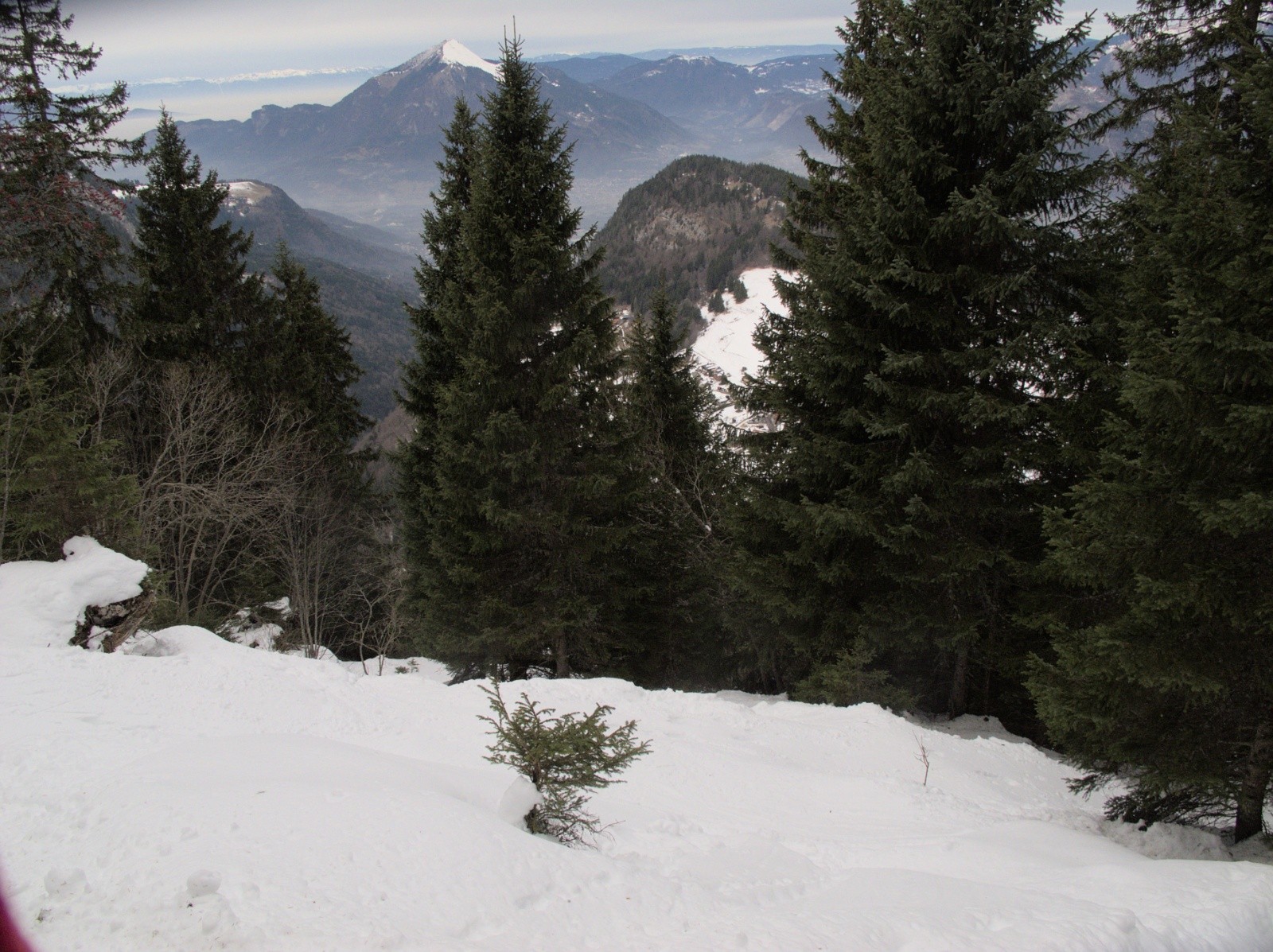 #1 Le bois au dessus du téléski Le bois au dessus du téléski