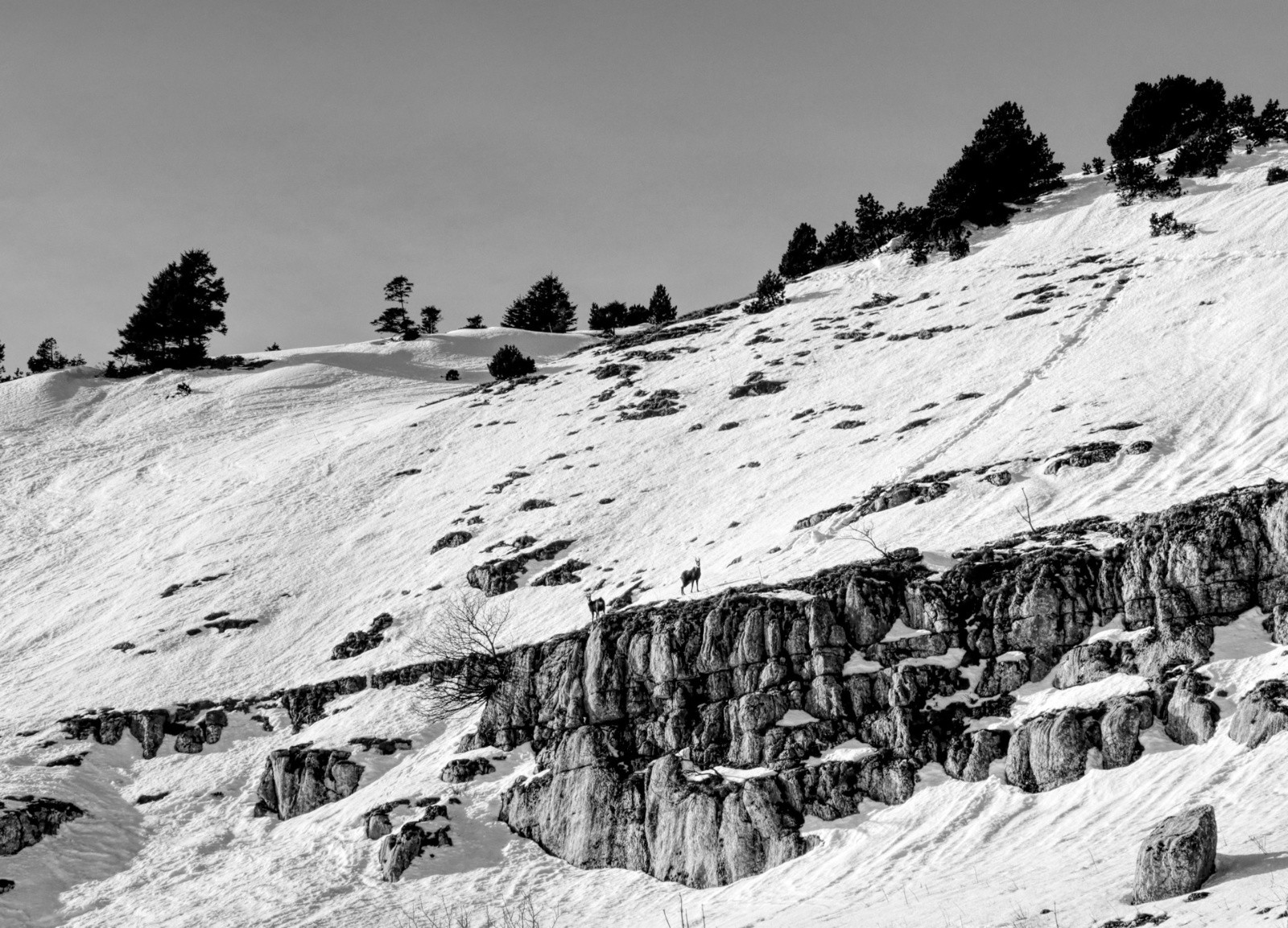 2 chamois dans la barre&nbsp;