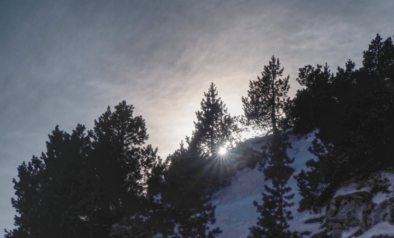 Les pins à crochet&nbsp;