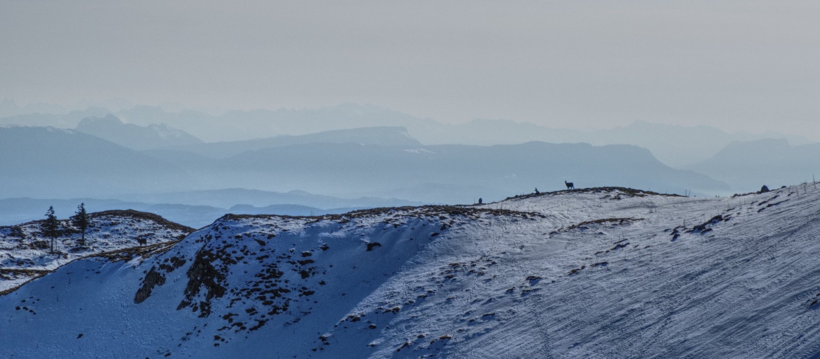 D'autres chamois se prélassent en admirant les Bauges