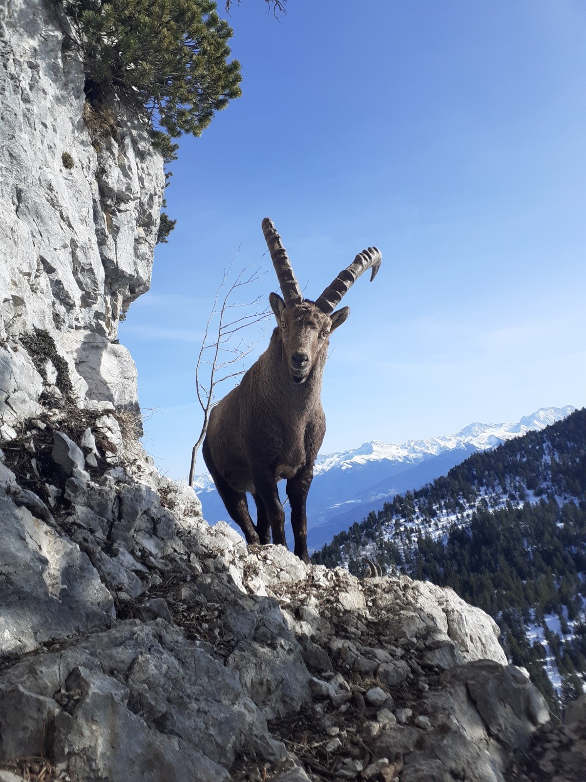 Perturbé pendant la sieste au soleil par un skieur !