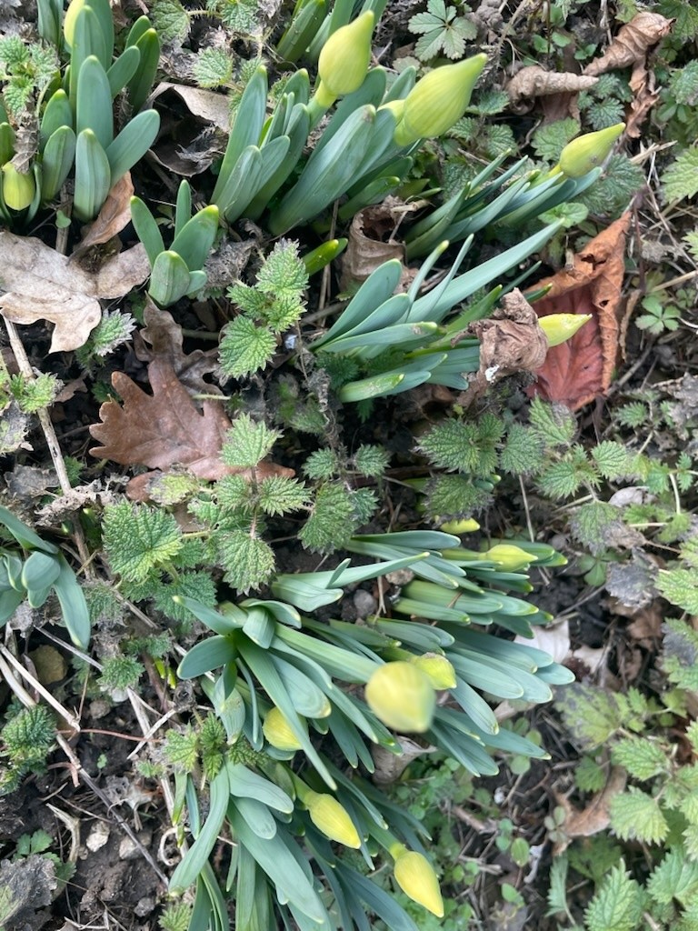 Jonquilles de janvier&nbsp;