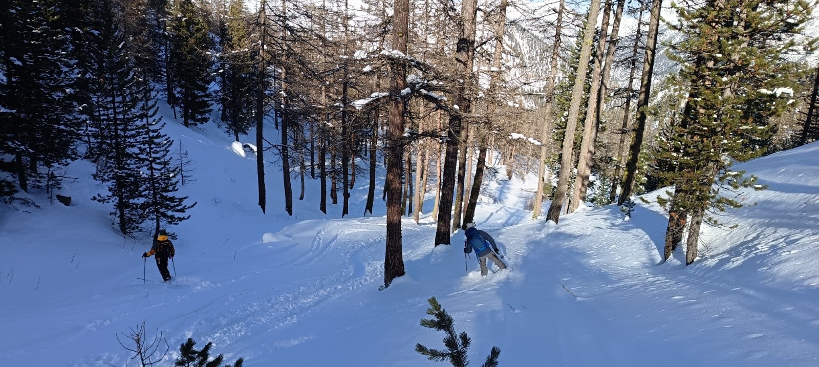 &nbsp;Agréable mélezin à la descente au dessus de la piste forestière&nbsp;