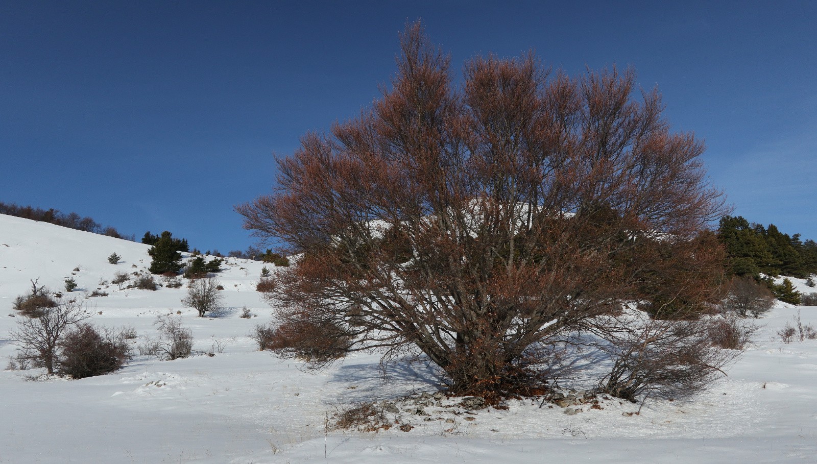 Vers le Haut Col&nbsp;