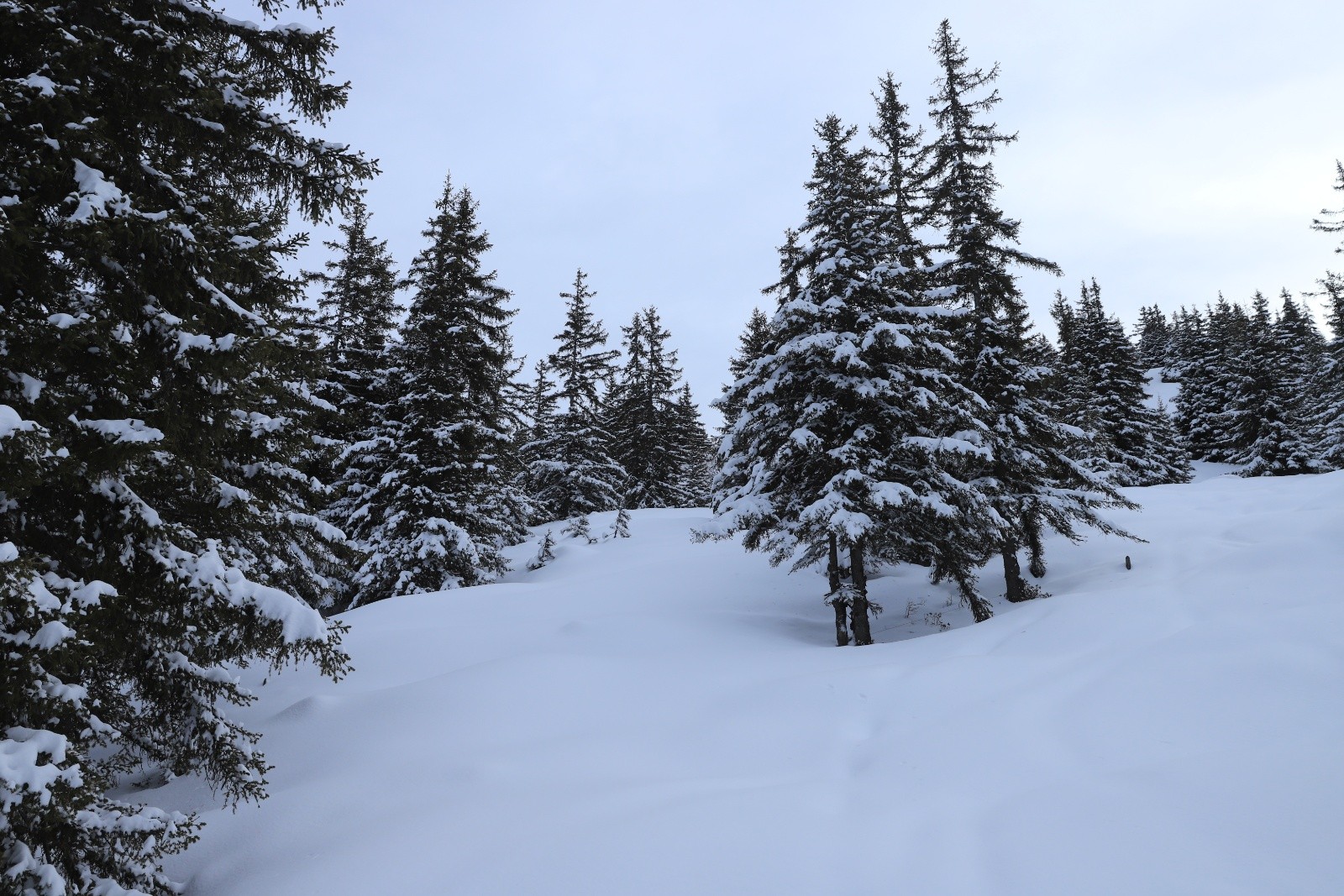 Forêt bien enneigée