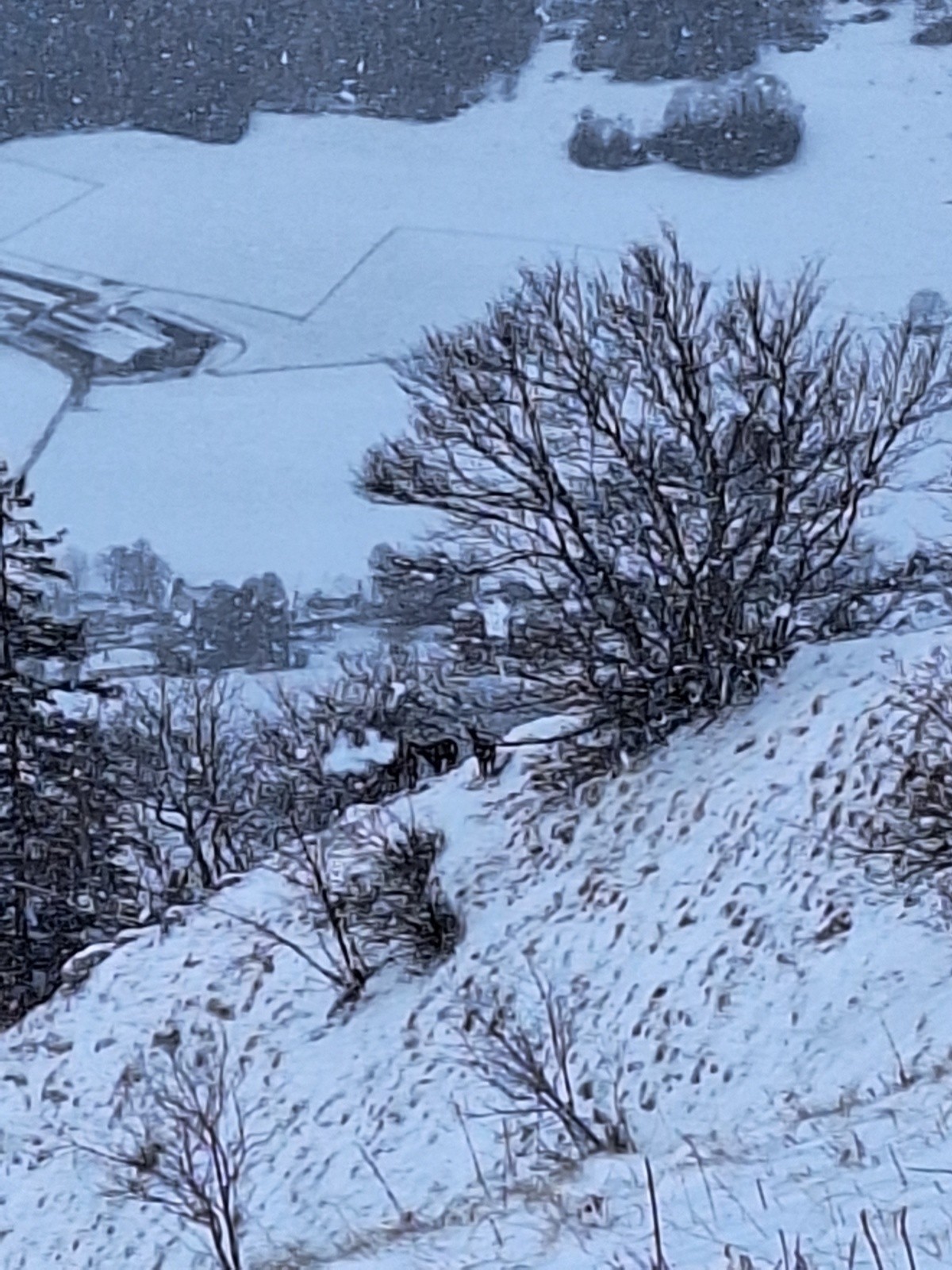 #1 Chamois paisibles Chamois paisibles