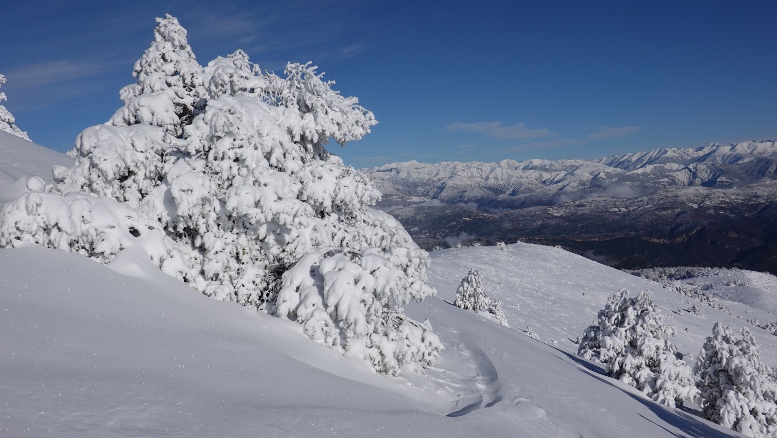 Les pins bien chargés en neige
