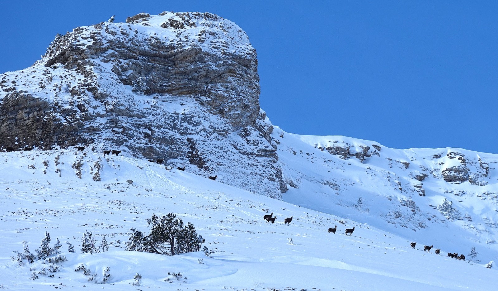 Les ongulés sont de sortie&nbsp;