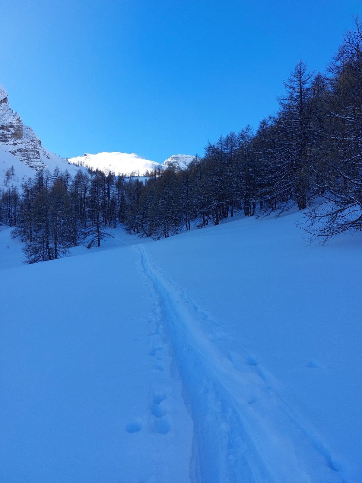 &nbsp;le plat avant la foret