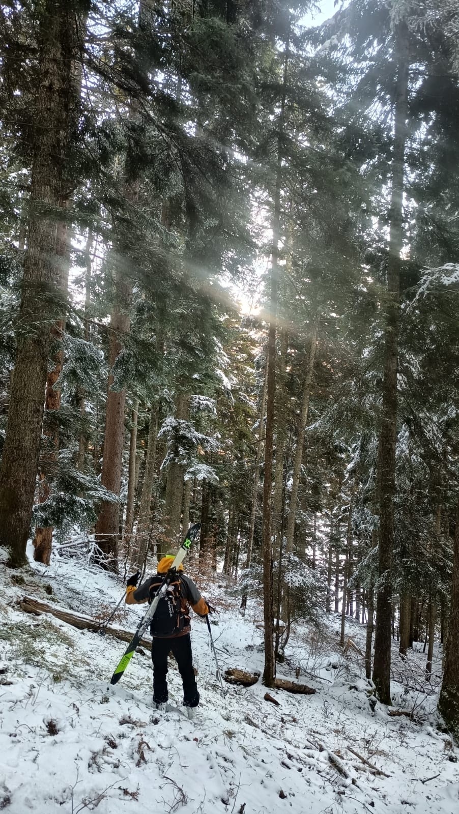 Forêt au dessus des Cottaves...&nbsp;