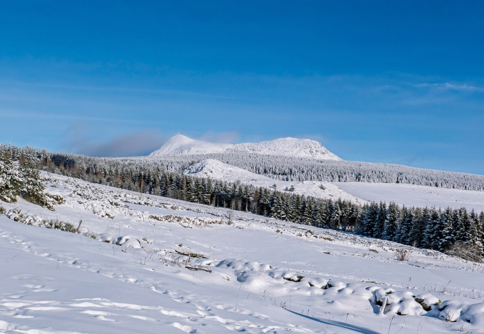 Mézenc en belle robe blanche