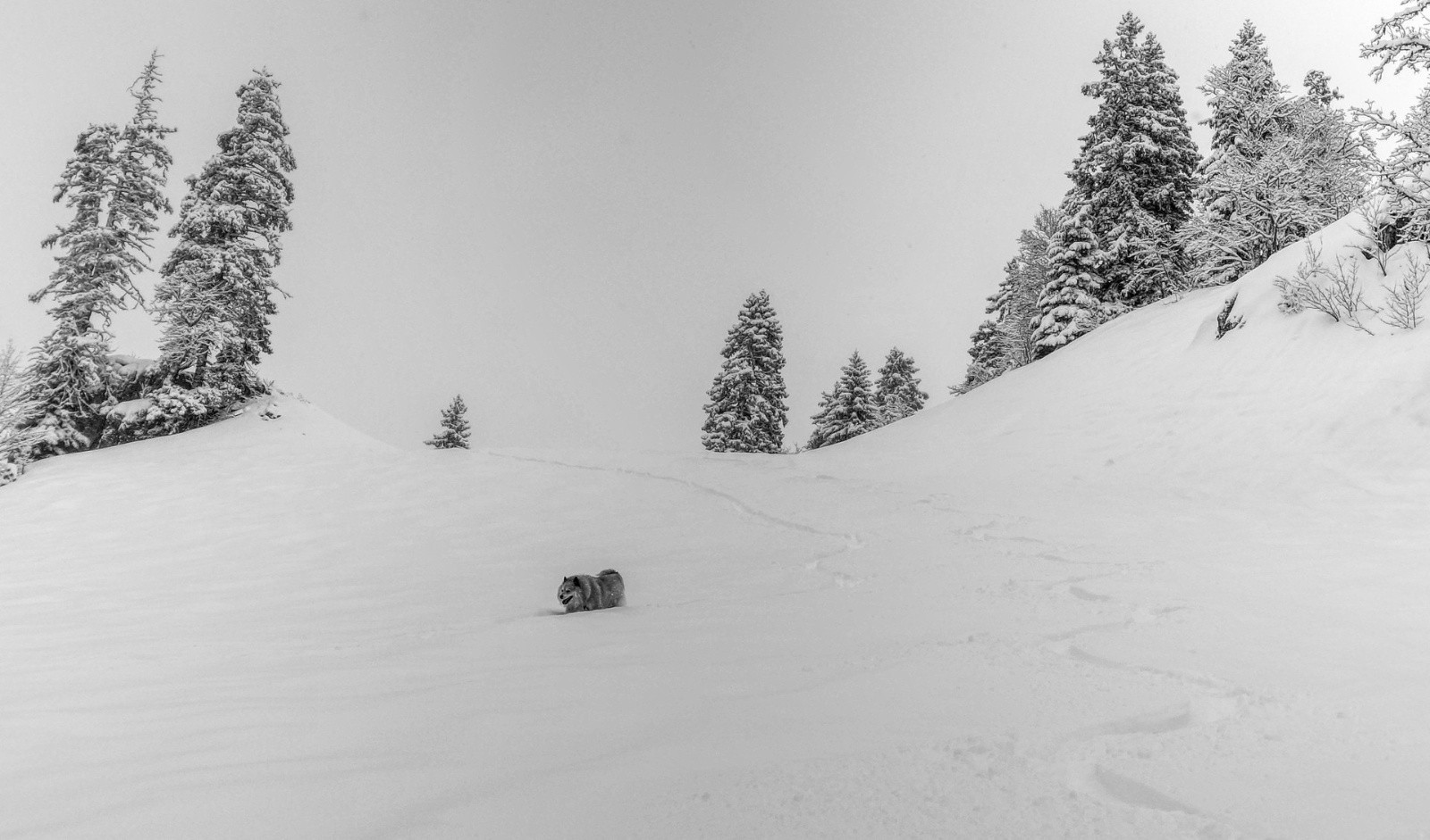 Creux des neiges&nbsp;