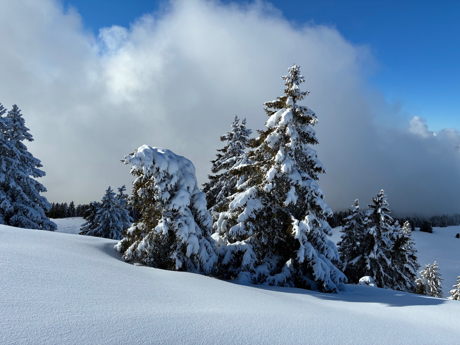 En Charteuse même les sapins s’inclinent pour vous saluer 😉