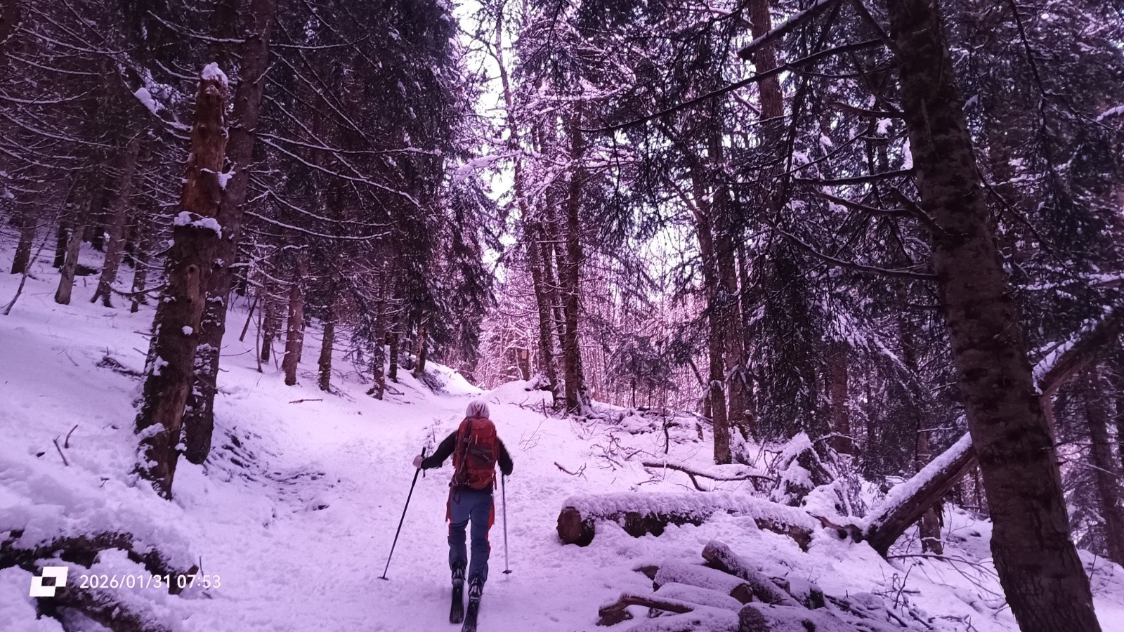 La forêt rosit !&nbsp; 