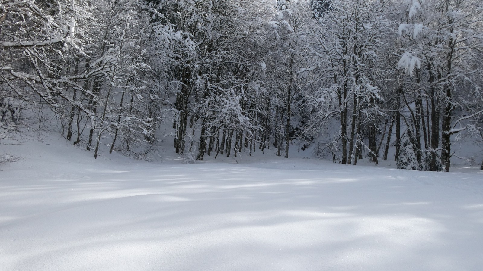 &nbsp;La jolie clairière de Clos Colomb