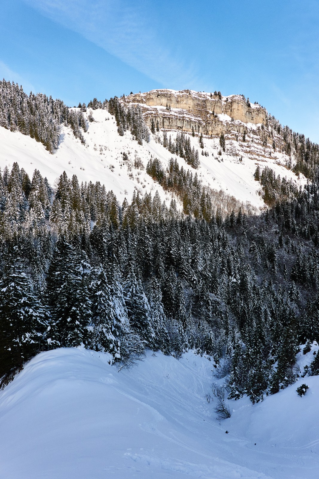 Dernier plongeon dans la forêt...
