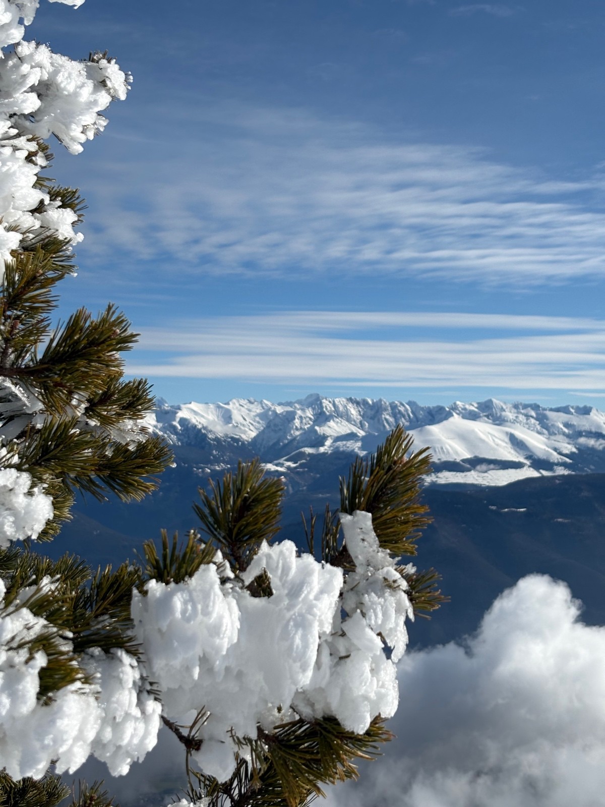 #6 Mon petit pote le cembro a ce point de vue tous les jours Mon petit pote le cembro a ce point de vue tous les jours