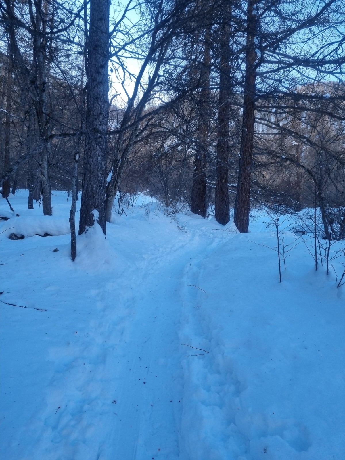 #1 Montée dans la forêt Montée dans la forêt