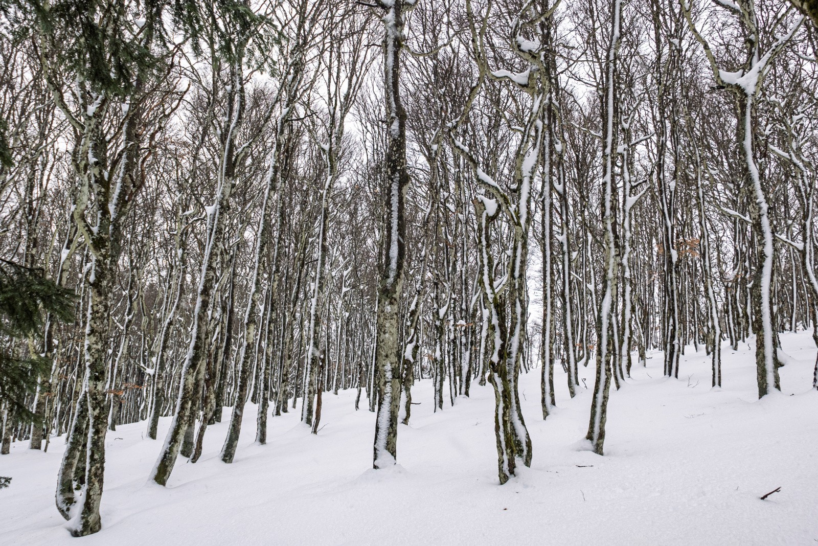 Sous le sommet de bois Grezé