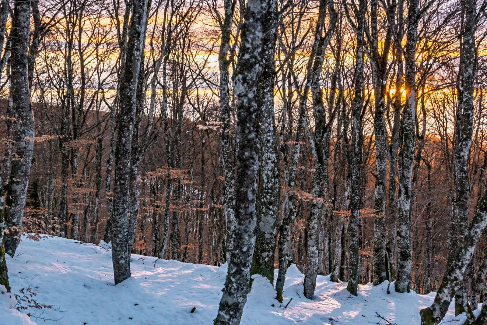 Soleil matinal dans la hêtraie