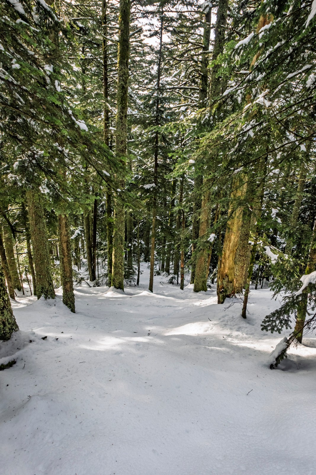 Forêt sous le point 1405: futur crux du jour!