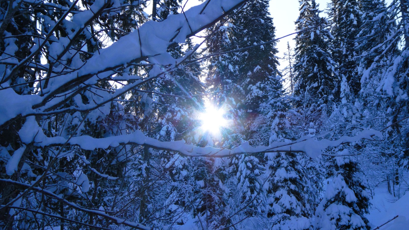une étoile égarée&nbsp;