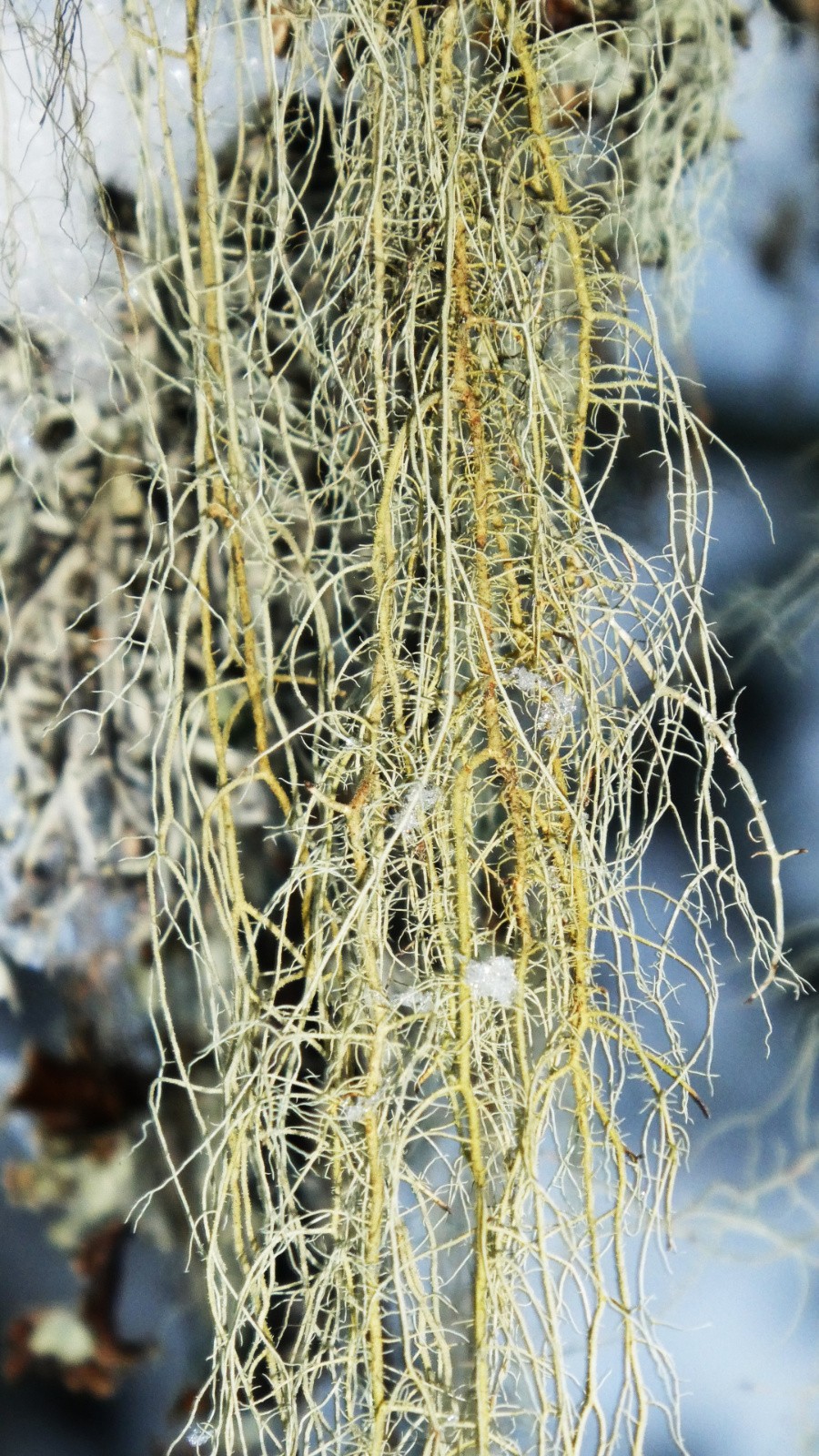 cheveux d'ange&nbsp;