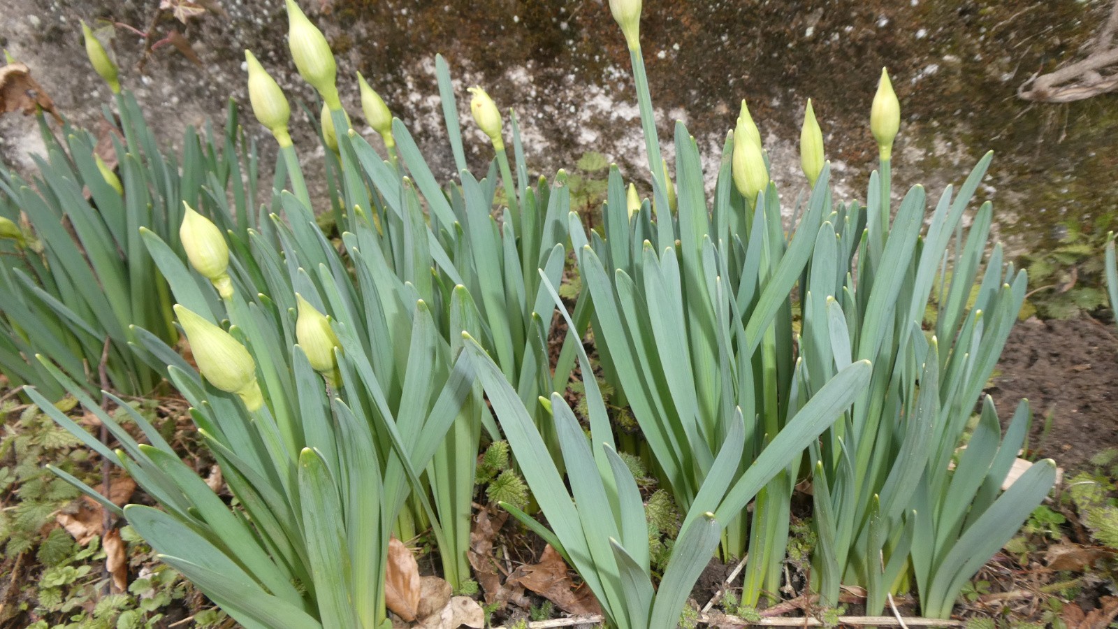 Mes jonquilles&nbsp;