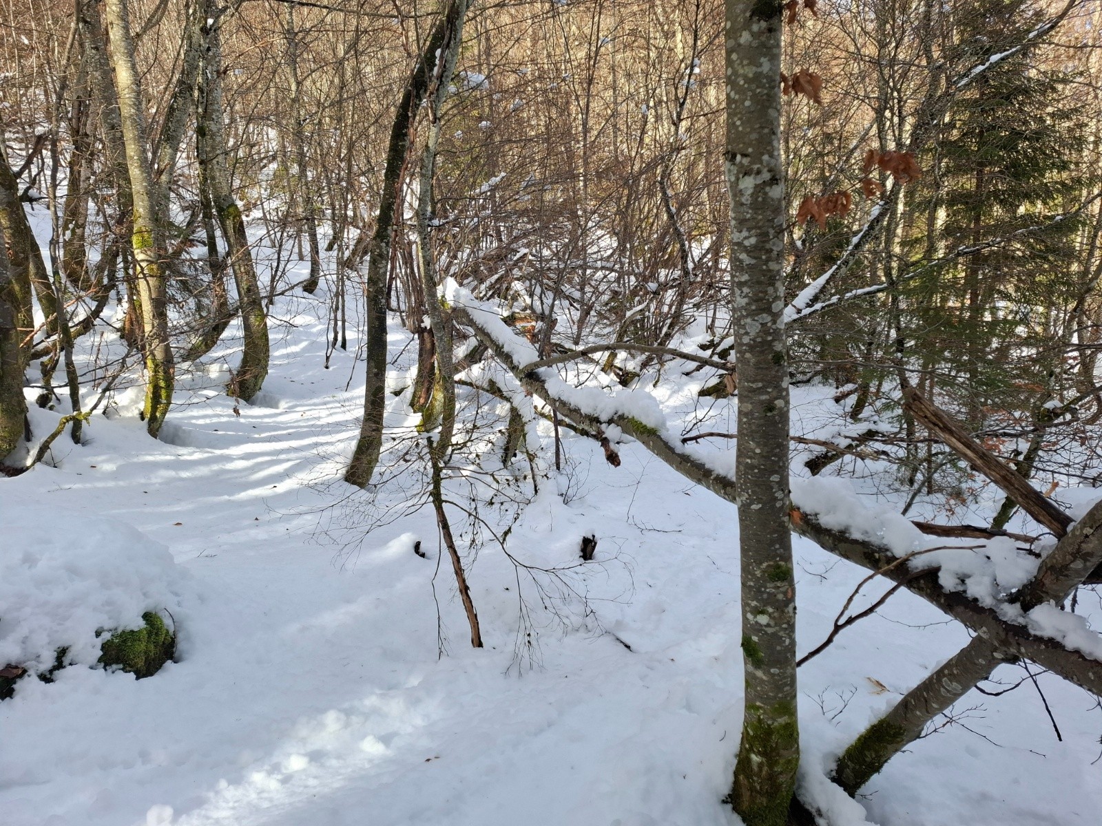 #10 bas itinéraire rive gauche : parcours de sanglier bas itinéraire rive gauche : parcours de sanglier