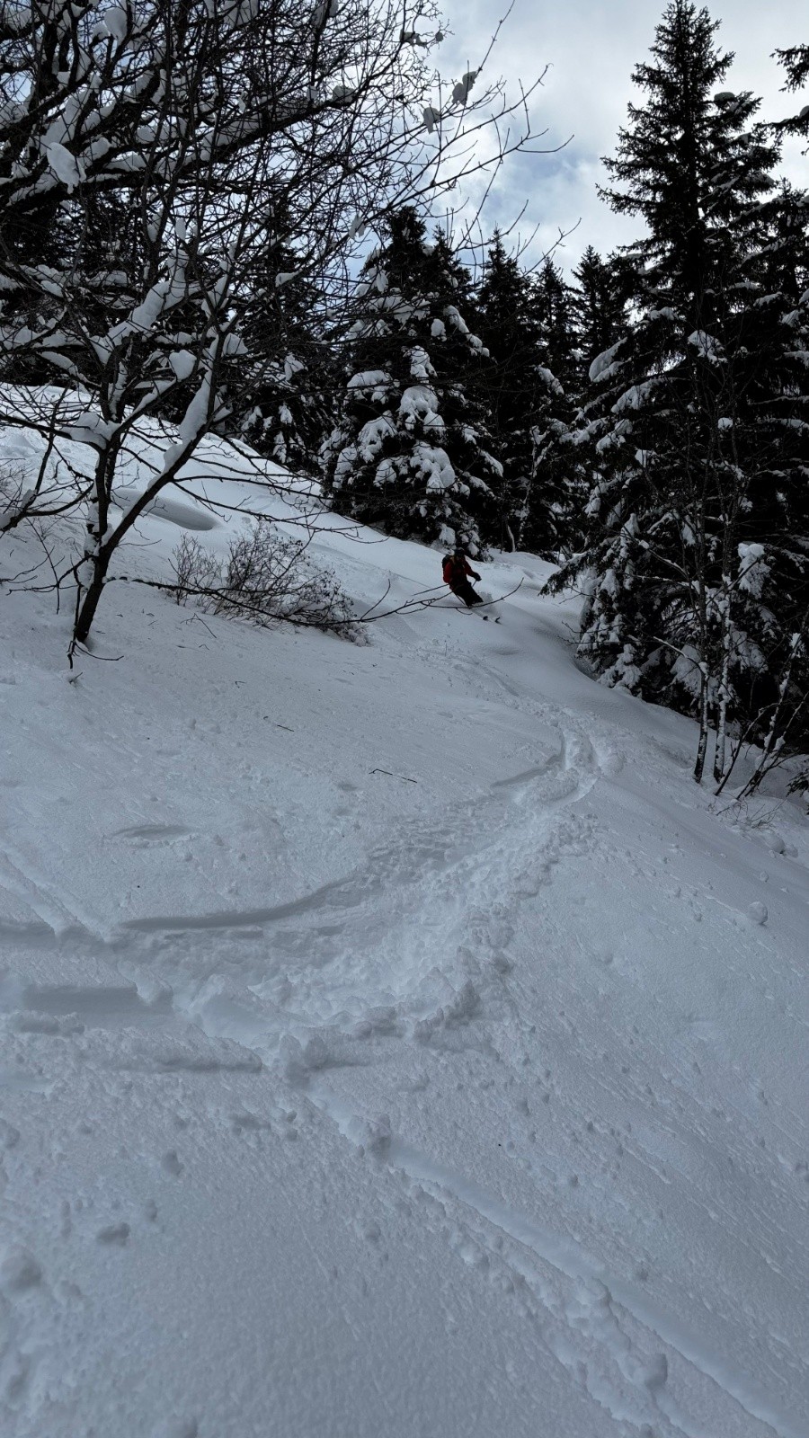 #20 Le haut de la forêt est encore bon Le haut de la forêt est encore bon