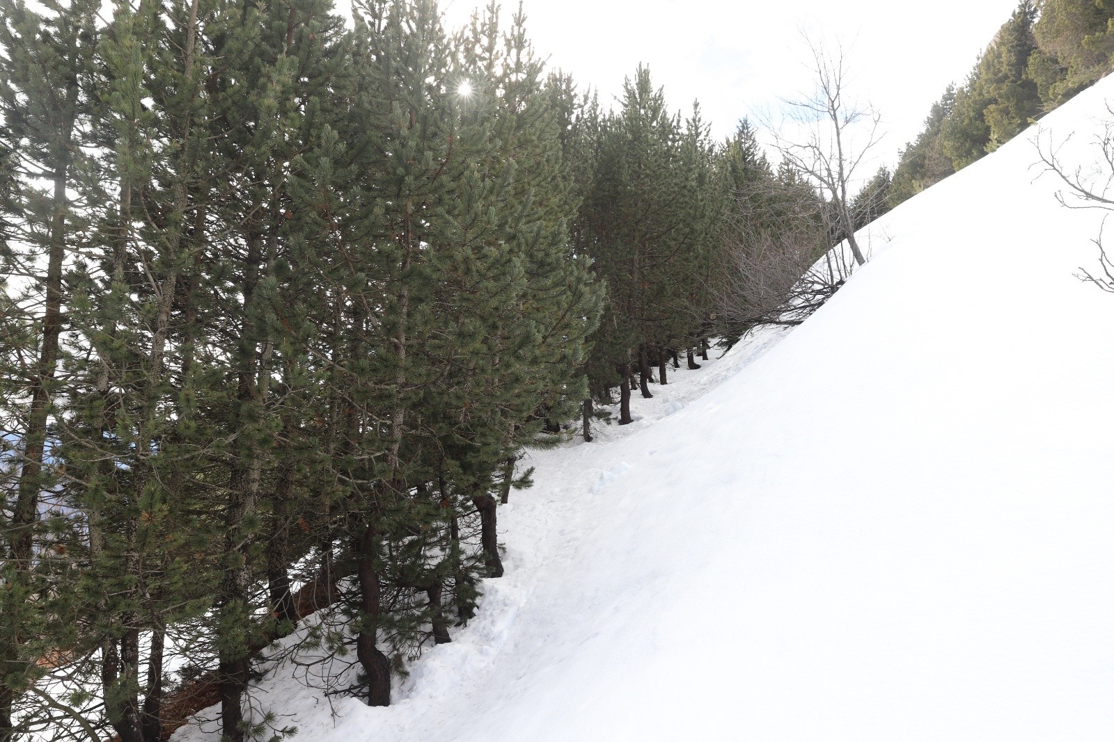 &nbsp;Lignée de pins, plantés ici vraisemblablement pour lutter contre les avalanches