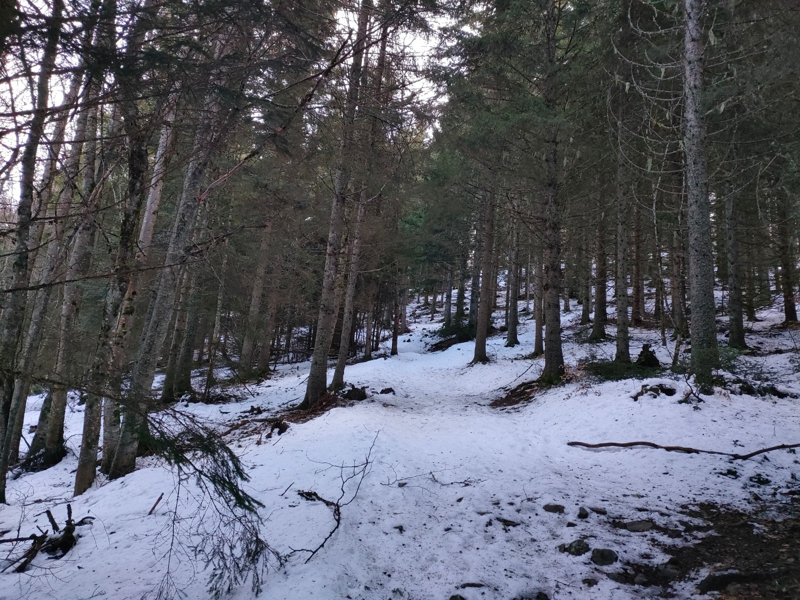 Triste forêt de neige fondue&nbsp;